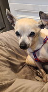 adoptable Dog in  named Bocephus