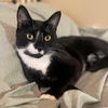 adoptable Cat in  named Milo