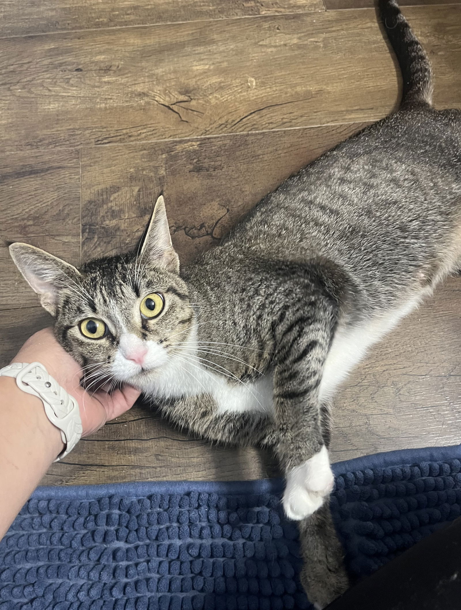 adoptable Cat in Princeton, MN named Lollipop