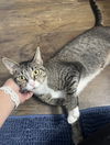 adoptable Cat in  named Lollipop