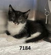 adoptable Cat in  named Twizzlers