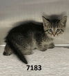adoptable Cat in  named Taffy