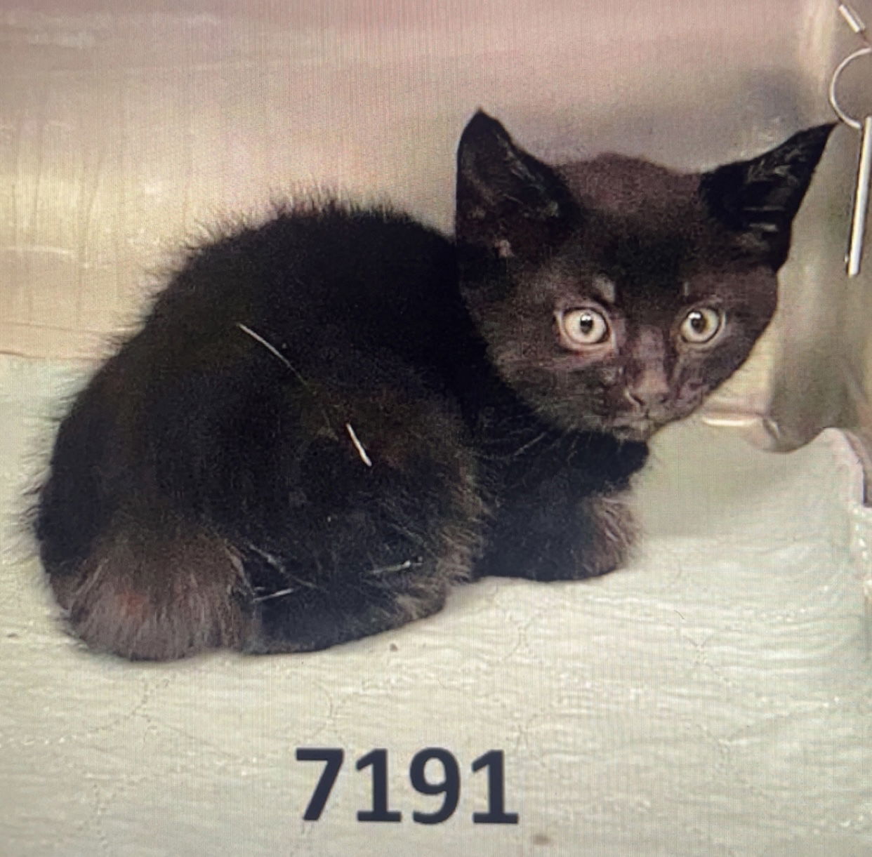 adoptable Cat in Princeton, MN named Hershey