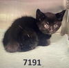 adoptable Cat in  named Hershey