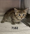adoptable Cat in  named Gumball