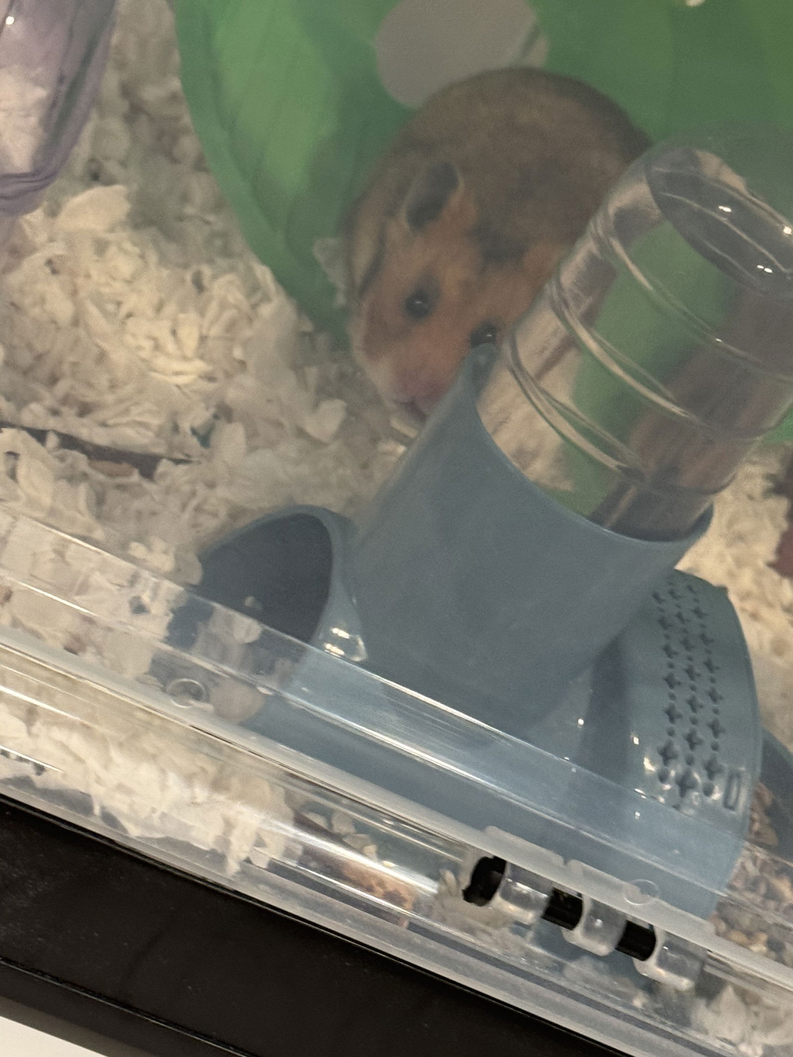 adoptable Hamster in Princeton, MN named Freya