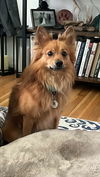 adoptable Dog in  named Rusty *Arriving 8/9*