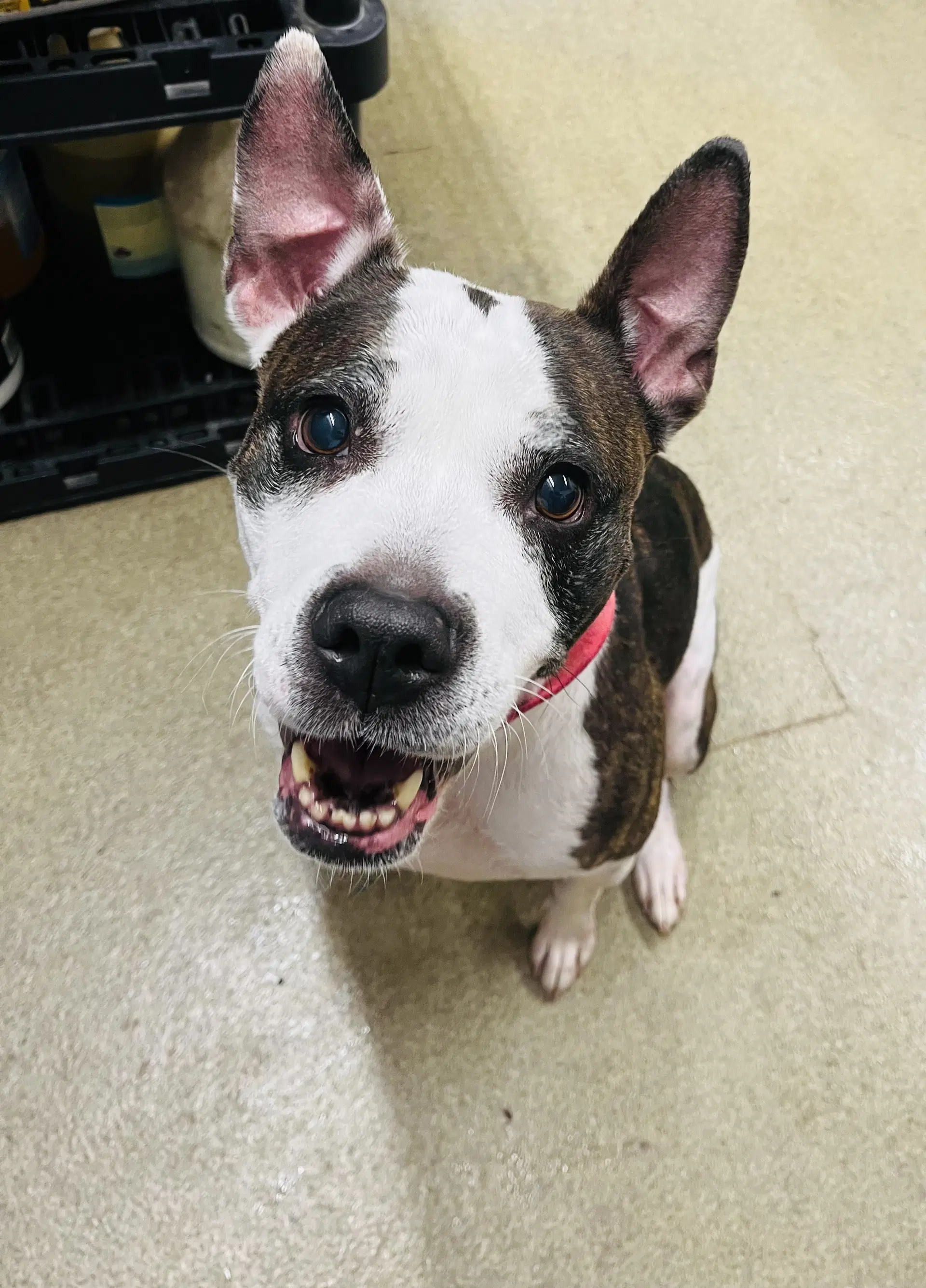 Bobbi Jo - Pit Bull Terrier