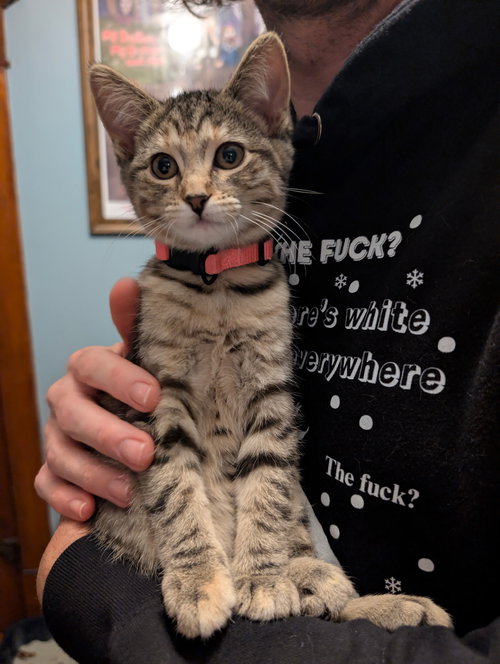 picture of the cat needing adoption