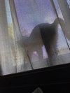 Joey - Photo 4