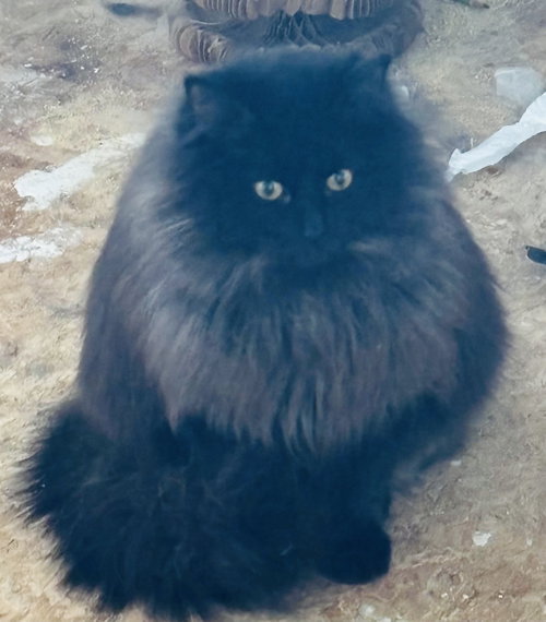 JOEY - Domestic Medium Hair available for adoption