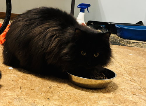 JOEY - Domestic Medium Hair available for adoption