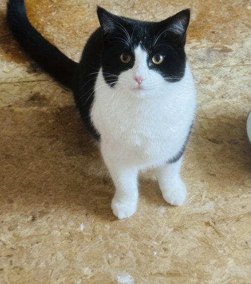 CHANDLER - Domestic Short Hair available for adoption