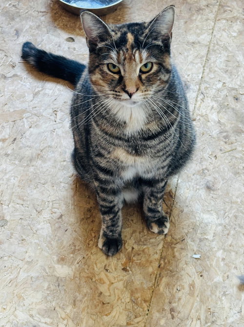 RACHEL - Domestic Short Hair available for adoption