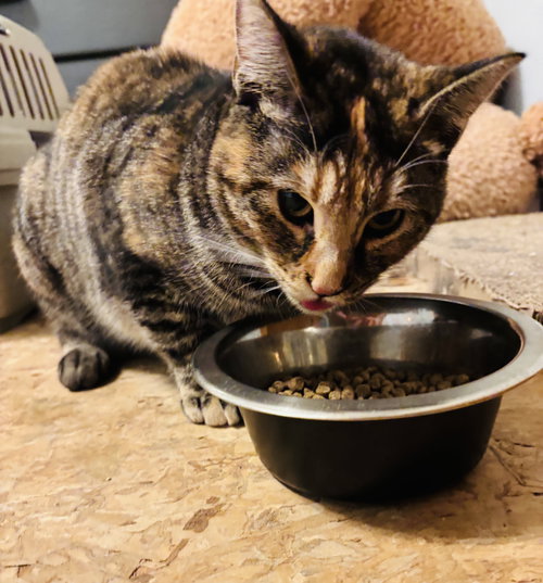 RACHEL - Domestic Short Hair available for adoption