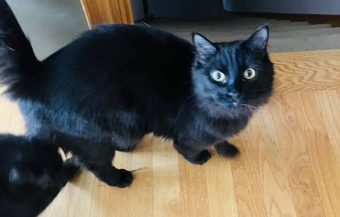 MARLO - Domestic Short Hair available for adoption