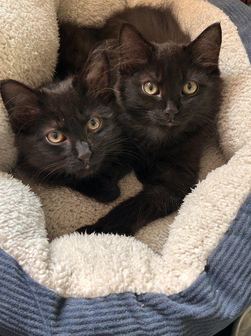 GLADIS - Domestic Short Hair available for adoption