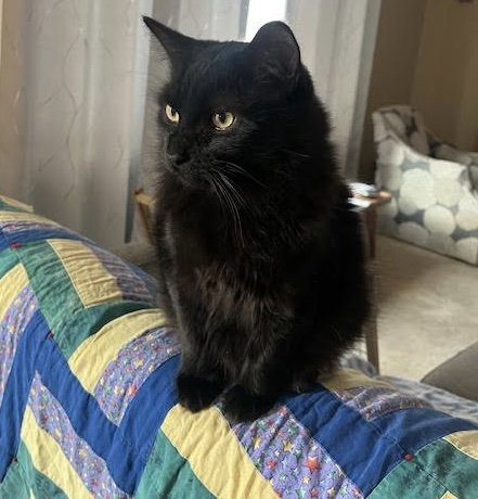 GLADIS - Domestic Short Hair available for adoption