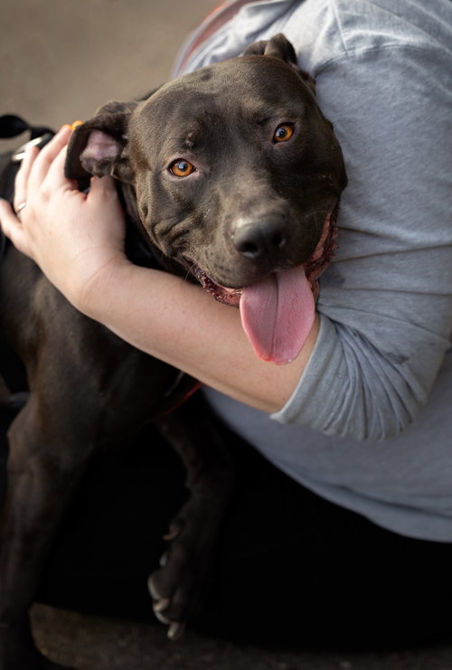 picture of the dog needing adoption