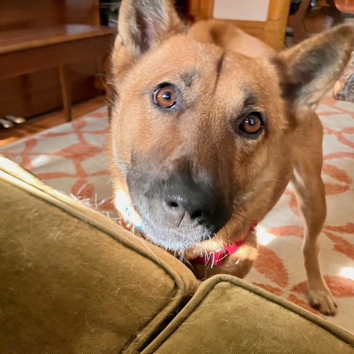 picture of the dog needing adoption