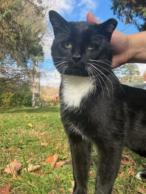 picture of the cat needing adoption