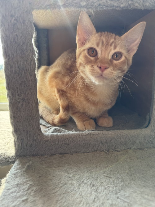 picture of the cat needing adoption