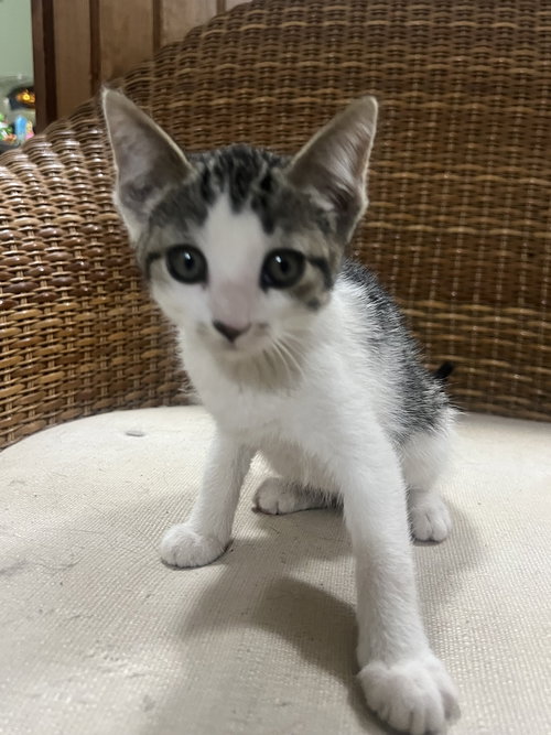 picture of the cat needing adoption