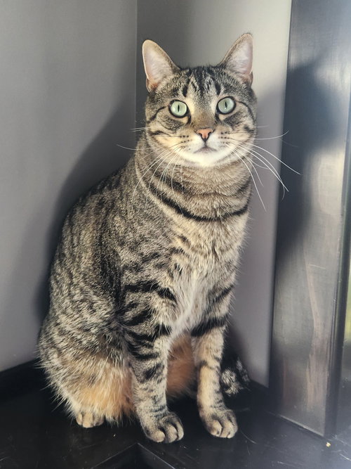 picture of the cat needing adoption