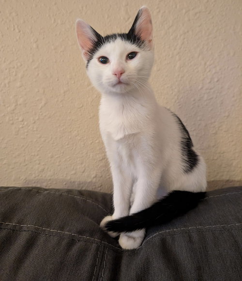 picture of the cat needing adoption