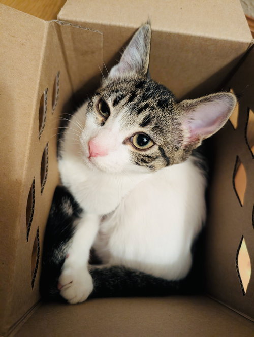 picture of the cat needing adoption