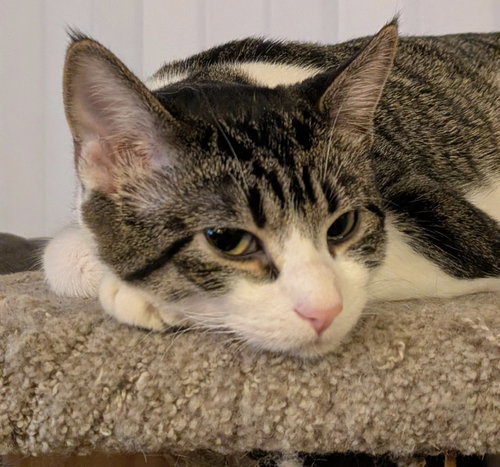 JUDY - Domestic Short Hair available for adoption
