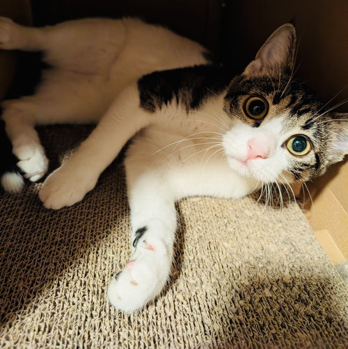 JUDY - Domestic Short Hair available for adoption