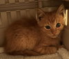 Butternut - Photo 10