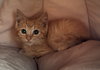 Butternut - Photo 11