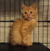 Butternut - Photo 5