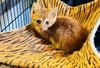 Butternut - Photo 6