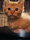 Butternut - Photo 7