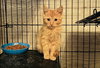Butternut - Photo 8
