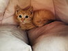 Butternut - Photo 9
