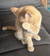 Butternut - Photo 3