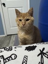 Butternut - Photo 4