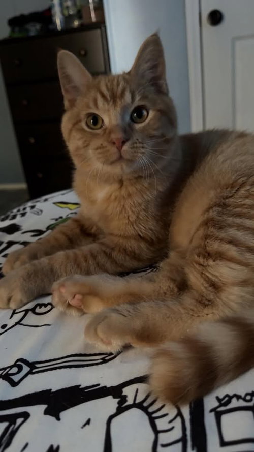 picture of the cat needing adoption