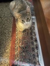 Allison - Photo 11