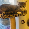 Allison - Photo 7