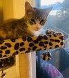 Allison - Photo 8