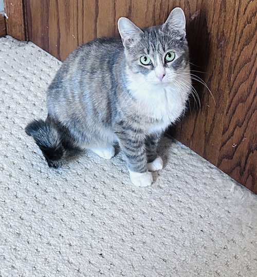 picture of the cat needing adoption