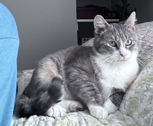 ALLISON - Tabby / Dilute Calico available for adoption