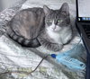 Allison - Photo 1