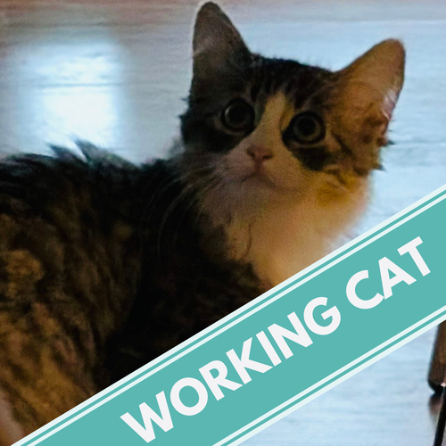 picture of the cat needing adoption
