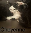 Cheyenne - Photo 6